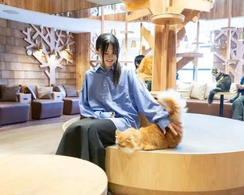 東京、日本｜MOCHAキャットカフェ入場券（池袋、原宿、渋谷に複数店舗あり｜平日のみ｜ドリンクバー利用可）