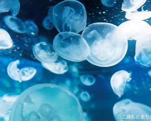 广岛元町水族馆门票（广岛县广岛市）