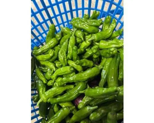 【新潟・越後湯沢】もぎたてをガブリ！野菜収穫体験＆極上コシヒカリおにぎりランチ