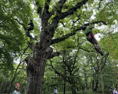[Gunma, Mt. Akagi] Tree climbing and bonfire burger experience