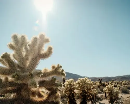 Las Vegas to Los Angeles one way tour via Joshua Tree National Park