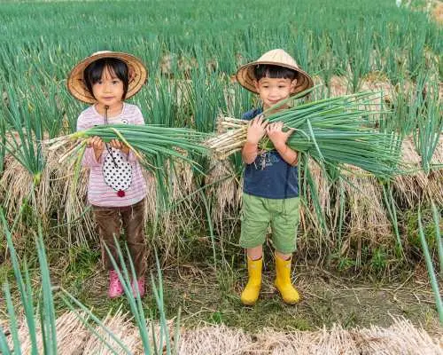 Yilan Datong | Trải nghiệm thú vị với hành tây địa nhiệt ở núi trà