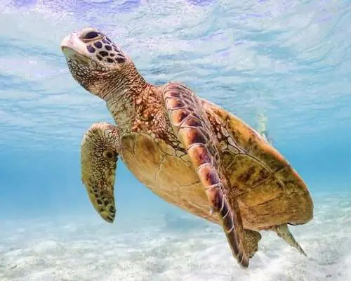 【シニア専用・貸切】宮古島ウミガメシュノーケル｜★65歳までOK｜安全第一・専属ガイドがサポート！高画質写真・動画無料プレゼント