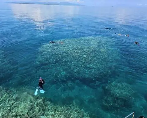 サンゴとウミガメ シュノーケリング（沖縄・石垣島）