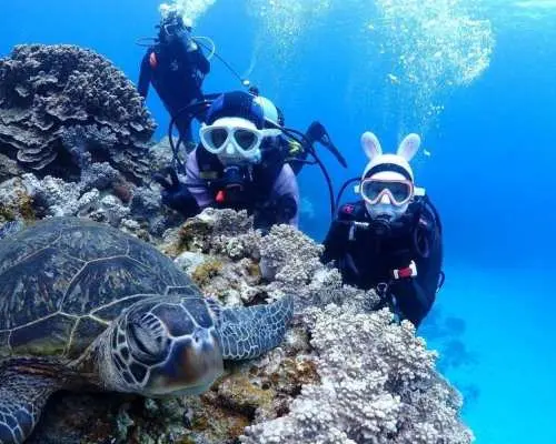世界中で潜れる国際カード【PADI・CMAS・NAUIその他】ダイビングライセンスが格安の8,800円から！