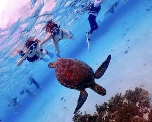 [Convenient Afternoon Trip] Join a local captain for a tour to swim with sea turtles at Yabiji (drone photography included)