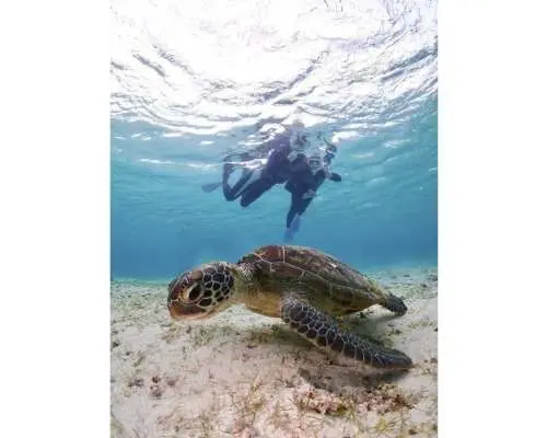 【沖縄・宮古島】ウミガメと泳げるプライベートシュノーケリングツアー！初心者歓迎