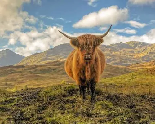 From Glasgow: Loch Lomond, Trossachs & Stirling Castle Tour｜United Kingdom