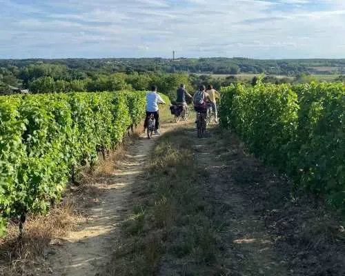 Wine & cheese ebike tour and gourmet picnic in the vineyards｜France