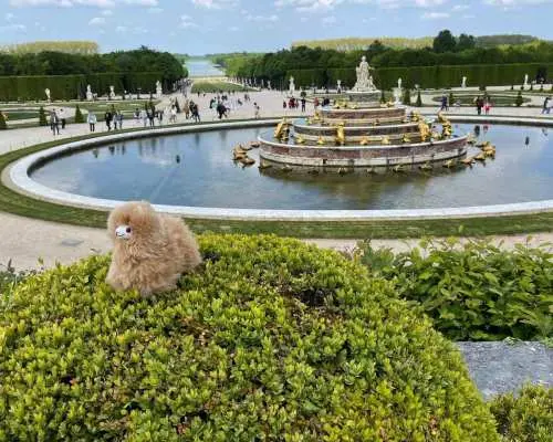 Versailles Half-day Private Tour by Luxury Car｜France