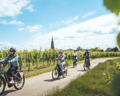 Alsace: Guided Bike Tour on the Alsatian Wine Road｜France