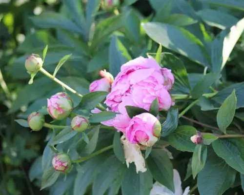 Paris VIP: Giverny Gardens Monet House Chauffeur Driven 5hrs｜France