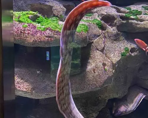 パリ：パリ水族館、深海の驚異へのダイブ｜フランス
