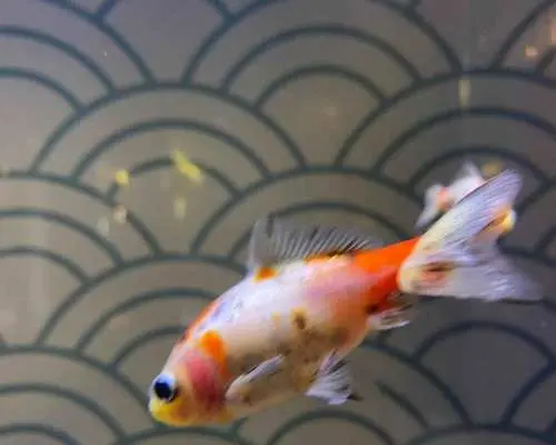 パリ：パリ水族館、深海の驚異へのダイブ｜フランス