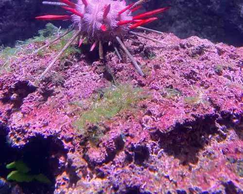 パリ：パリ水族館、深海の驚異へのダイブ｜フランス