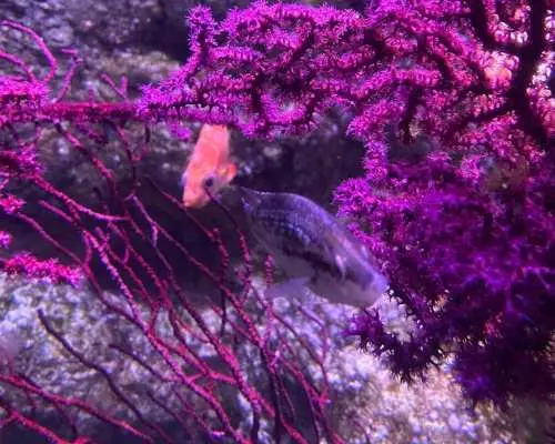 パリ：パリ水族館、深海の驚異へのダイブ｜フランス