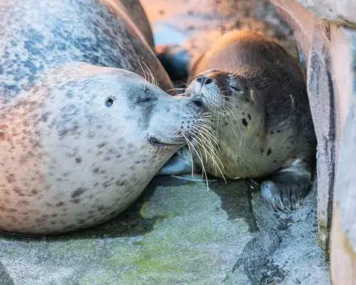 埃門：荒野探險動物園和林布拉河遊船｜荷蘭