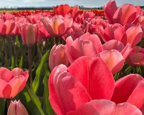 Enjoy the tulip fields by bike with a guide (small group)!｜Netherlands