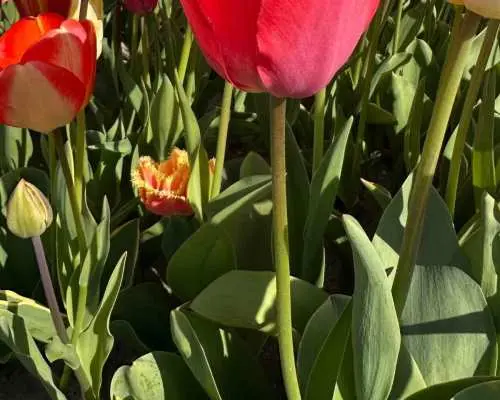 Enjoy the tulip fields by bike with a guide (small group)!｜Netherlands