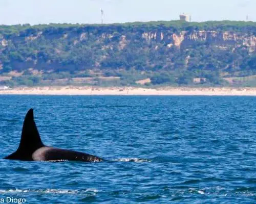 Lisbon: Dolphin Watching with Marine Biologist｜Portugal