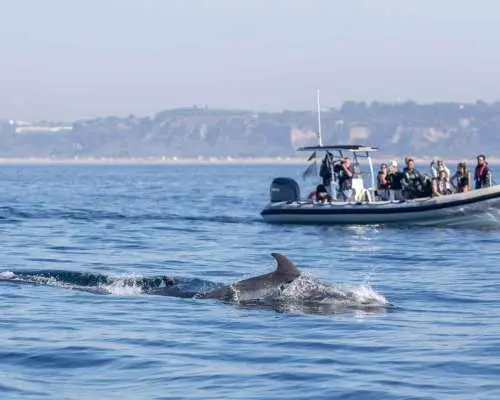 Lisbon: Dolphin Watching with Marine Biologist｜Portugal