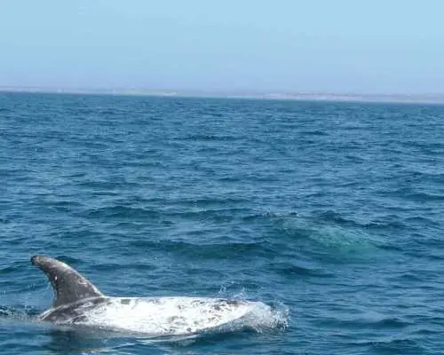 Lisbon: Dolphin Watching with Marine Biologist｜Portugal
