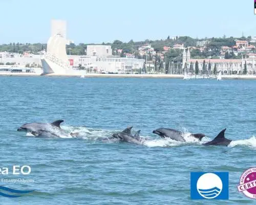 Lisbon: Dolphin Watching with Marine Biologist｜Portugal