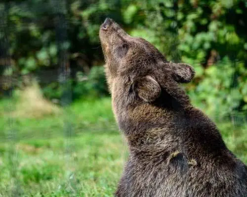 ホテル送迎付きクマ保護区とドラキュラ城ツアー｜ルーマニア