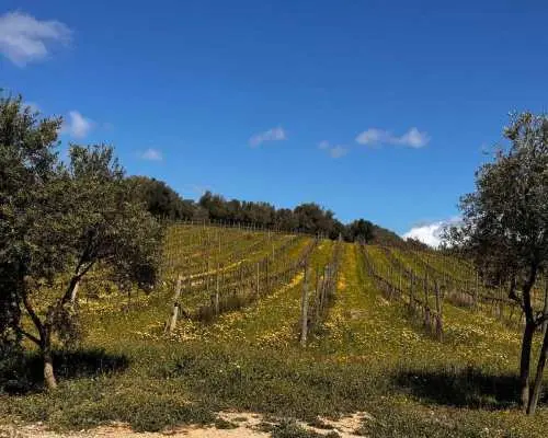 Tour du lịch nhóm nhỏ - Thưởng thức dầu ô liu và rượu vang tại Mallorca | Tây Ban Nha