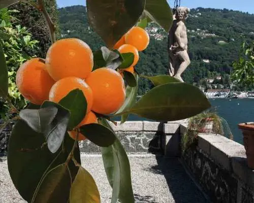 Stresa: Isola Bella Hop-on Hop-off Boat Tour｜Italy