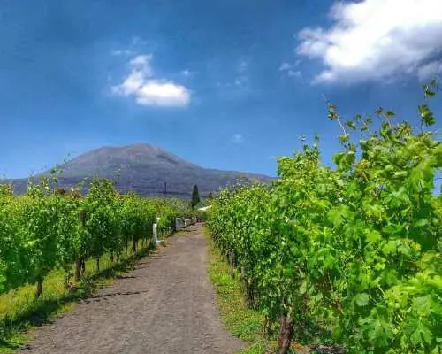 From Sorrento: Mount Vesuvius Tour with Lunch & Wine Tasting｜Italy