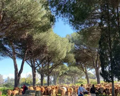 Rome: Appian Way, Catacombs & Aqueducts by eBike + Transfer｜Italy