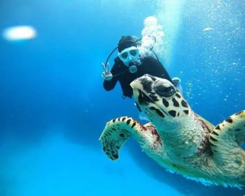 【慶良間の無人島】【ボート半日体験ダイビング】【ウミガメに逢いに行こう！】【那覇市内送迎だよ！】