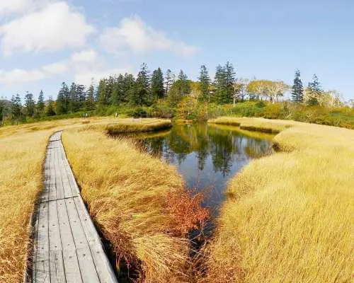 【Lunch Included】Niseko Autumn Escape from Sapporo: From Peak Foliage and Fresh Mountain Air to Craft Whisky and Soaking in Onsen