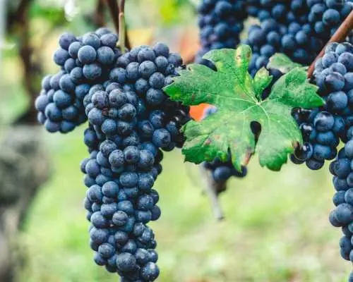 Horse Riding Experience on Vesuvius w/ Wine Tasting｜Italy