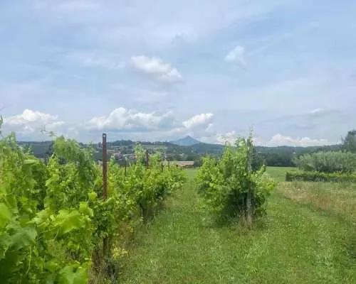 美食美酒之旅：从韦纳里亚皇宫到瓦尔苏萨/桑戈内｜义大利
