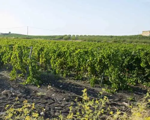 Tasting of EVO Wines and Oil in the countryside of Agrigento｜Italy
