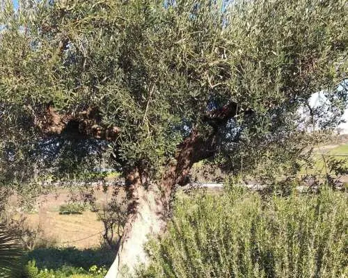 Tasting of EVO Wines and Oil in the countryside of Agrigento｜Italy
