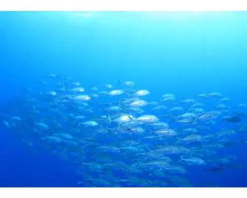 [Okinawa/Ishigaki Island] Upgrade your skills in the waters of Ishigaki Island! Advanced Open Water Diver Course (2 days)