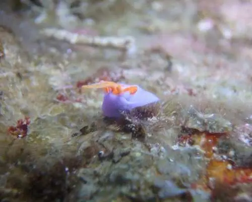 【沖縄・宮古島】ビーチファンダイビング！宮古島のビーチは格別！たくさんの魚・サンゴを見ることができる