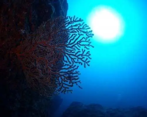 【沖縄・慶良間諸島】沖縄本島ビーチファンダイビング2本