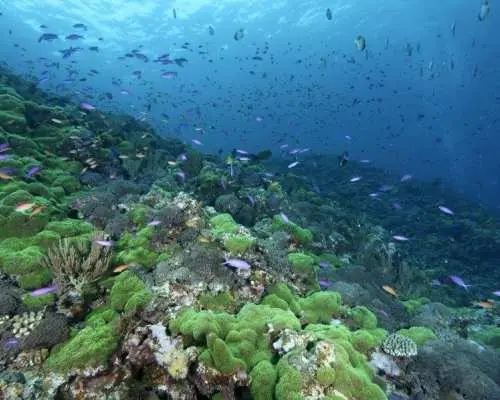 Free Campaign [Okinawa/Kerama Islands] Kerama Islands ★ 3 Dives per Day ★ Affordable Fun Diving Plan ★