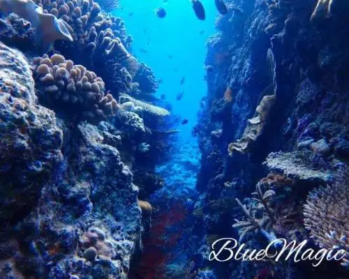 Free Campaign [Okinawa/Kerama Islands] Kerama Islands ★ 3 Dives per Day ★ Affordable Fun Diving Plan ★