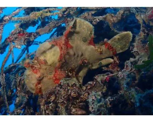 Free Campaign [Okinawa/Kerama Islands] Kerama Islands ★ 3 Dives per Day ★ Affordable Fun Diving Plan ★