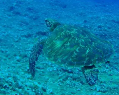 【沖縄・石垣島】ウミガメに会いに行く～体験ダイビング半日コース～（午前・午後）