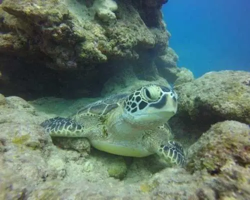 【沖縄・石垣島】ウミガメに会いに行く～体験ダイビング半日コース～（午前・午後）