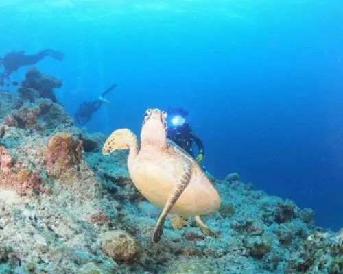 【沖縄・石垣島】ウミガメに会いに行く～体験ダイビング半日コース～（午前・午後）