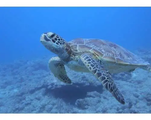 【沖縄・石垣島】ウミガメに会いに行く～体験ダイビング半日コース～（午前・午後）