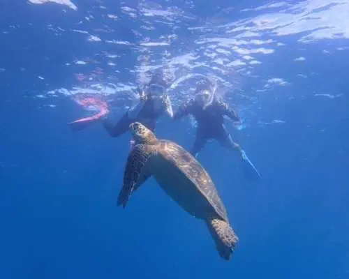 【沖縄県・石垣島】マンタ・ウミガメ・サンゴ礁シュノーケリング　半日amコース