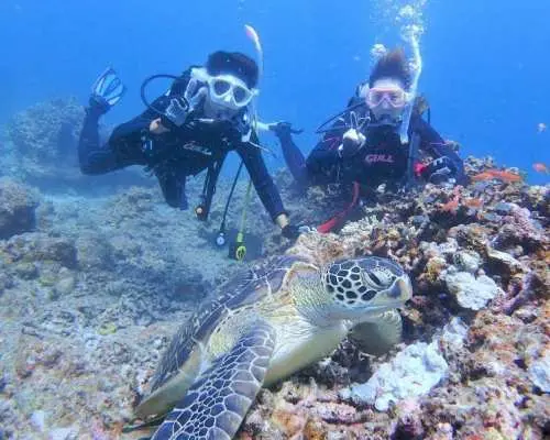 【沖縄県・石垣島】マンタ・ウミガメ・サンゴ礁体験ダイビング　半日pmコース